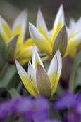 Tulipa tarda