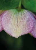 Helleborus orientale