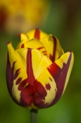 TULIPA 'HELMAR'