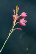 SCHIZOSTYLIS COCCINEA