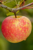 Apple 'Sunshine'