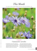 Catananche Caerulea 