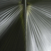 Palm leaf