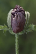 Papaver orientale 'Patty's plum'