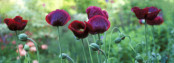 Papaver somniferum at Goulters Mill, Wiltshire