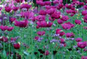 Papaver somniferum with Phacelia