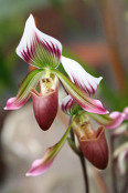 Paphiopedilum