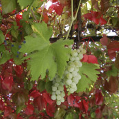 Parthenocissus tricuspidata Veitchii and grapevine