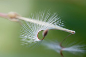 Pelargonium seed head