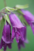 Penstemon