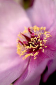 Peony