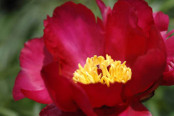 Peony