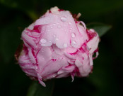 Pink Peony Budding in the Rain