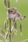 Micromys minutus - Harvest Mouse  