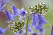 Anthocharis cardamines - Orange Tip butterflies 