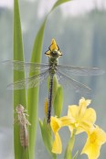 Anax imperator - Emperor dragonfly
