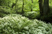 Carpet of Allium ursinum