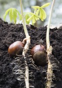 Aesculus hippocastanum seedling 