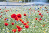 Wild flowers on a roundabout