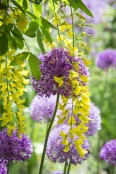 Allium and Laburnum x wateri