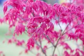 Acer palmatum 'Deshojo'