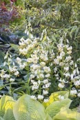 Lilium martagon var. album