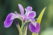 Iris sibirica 'Flight of Butterflies'