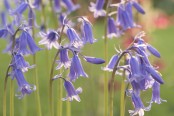 Hyacinthoides non-scripta - English Bluebell