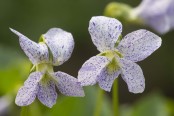 Viola sororia 'Freckles'