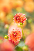 Fruity Flowering