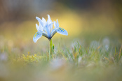 Spring Hug