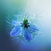 Sparkling Crown