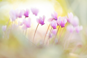Dainty Dancers