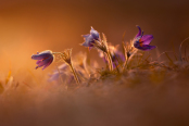 Meadow Glow