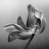 Pure Silk