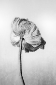 Poppy Parachute
