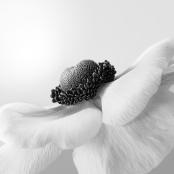 Anemone Purity