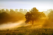 Golden Mist