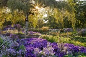 Asters Delight