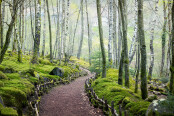 The Moss Garden