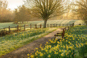 Daffodils Kissed by First Light