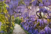 Purple Curtain - Wisteria Dreams