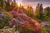 Rhododendron Dreamscape