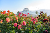 Glasshouse in the Global Growth Vegetable Garden