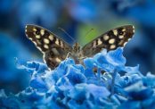 Speckled Wood on Hydrangea