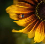 Ladybird on Rudbeckia Rustic Dwarf