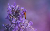 Red cardinal beetle on Lavender