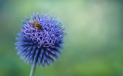 Honeybee on Echinops