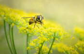 Hoverfly on Fennel