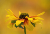 Rudbeckia